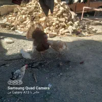 بوقلمون نر وماده یه جفت|حیوانات مزرعه|هیدوچ, |دیوار