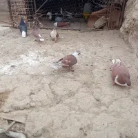 چند لنگ کبوتر   رنگه