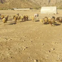 الاغ نر گلیه ای قیمت 8 میلیون به شرط|حیوانات مزرعه|الشتر, |دیوار