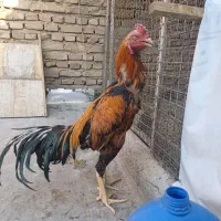 خروس لاری ترک و افغان|حیوانات مزرعه|تهران, مسعودیه|دیوار