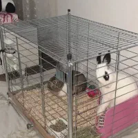 خرگوش نر و ماده