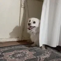 سگ پامر اشپیز