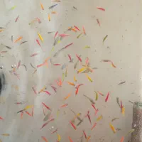 فروش ماهیان زینتی تیراژ بالا