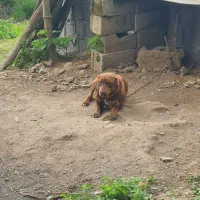 سگ  فوقلاده باهوش