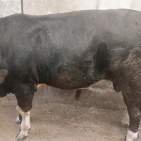 گاونر پروار شده  درجه یک