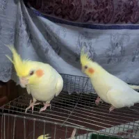 سلام دو عدد عروس هلندی