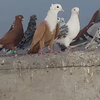 ماده کلاغ زرد کاکلی و جفت شامی دمپاک