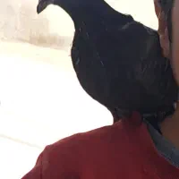 کبوتر گمشده