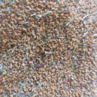 بذر یونجه رنجر  موجود است|خدمات باغبانی و درختکاری|خانمیرزا, |دیوار