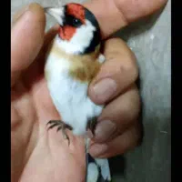 سهره چانه سفید|پرنده|نورآباد, |دیوار