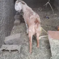 پرنده گوسفند|حیوانات|بم, |دیوار