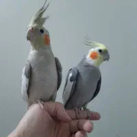 عروس سخنگو با جفتش