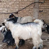 کهره شهرکردی|حیوانات مزرعه|شیراز, میانرود|دیوار