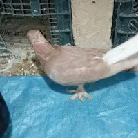 کفتر تافته‌ای سرخ دم سفید|پرنده|شیراز, جوادیه|دیوار