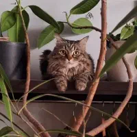 پانسیون گربه (بوتیک هتل دارچین)