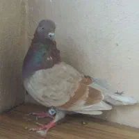 کبوتر پرشی|پرنده|رباط‌کریم, مسکن مهر آبشناسان|دیوار