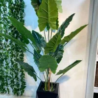 درختچه