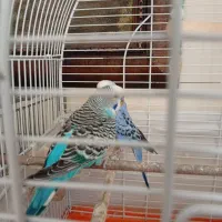 مرغ عشق جفت