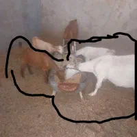 بز سانام جهادی همراه دوعدد بچه