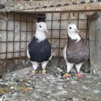 طوقی سیاه جوانه