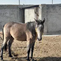 کره اسب نریان|اسب و تجهیزات اسبسواری|قوچان, |دیوار