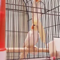 عروس هلندی|پرنده|اهواز, کمپلو شمالی|دیوار