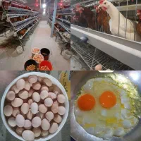 تخم مرغ محلی(رسمی) تازه و به روز از درب مرغداری|خوردنی و آشامیدنی|تهران, شهرک غرب|دیوار