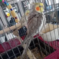 یک جفت عروس هلندی|پرنده|ری, ظهیرآباد|دیوار