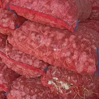 فروش سیر|خوردنی و آشامیدنی|بهار, |دیوار