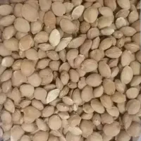 هسته زردآلو