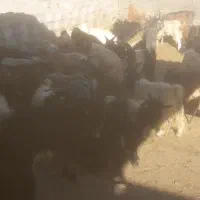 فروش ۱۴۰راس بزغاله پرواری چاق میش بز قوچ بره|حیوانات مزرعه|پیر بکران, |دیوار