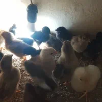 جوجه محلی گلین لاری ودورگ