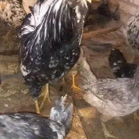 خروس گلین سیاه خال سوزنی