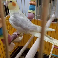 عروس هلندی سخنگو