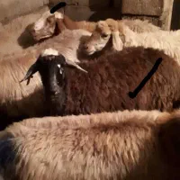 دو عدد گوسفند چال وقره چال ابستن ویک عدد بز|حیوانات مزرعه|اهر, |دیوار