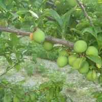 باغ میوه در روستای کاهو