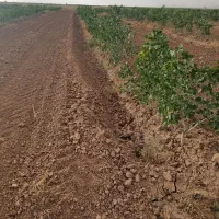 باغ پسته ۲هکتارد ۱۰ ساله|فروش دفتر صنعتی، کشاورزی، تجاری|بوئین زهرا, |دیوار