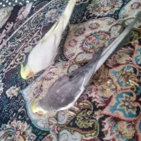 عروس هلندی