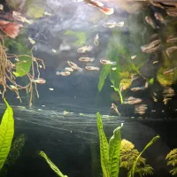 گوپی نیمه مولد|ماهی|فردیس, فردیس|دیوار