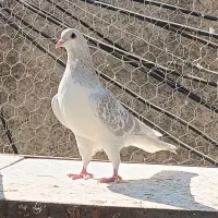 کفتر ماده چادری