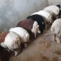 بره چاق وثابت باب کشتار|حیوانات مزرعه|کرمانشاه, |دیوار