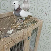 کفتر طوقی|پرنده|طبس, |دیوار