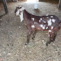 بز فروشی با بزغاله