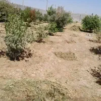 علف زنی باغ و باغچه|خدمات باغبانی و درختکاری|اندیمشک, |دیوار