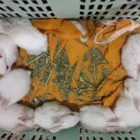 خرگوش|موش و خرگوش|جره و بالاده, |دیوار