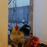 تخم نطفه دار و فروش مرغ و خروس و جوجه|حیوانات مزرعه|قزوین, |دیوار