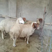 میش پیر|حیوانات مزرعه|مهران (ایلام), |دیوار