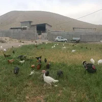 مرغ تخم گذار .خروس .بوقلمون و دستگاه جوجه کشی|حیوانات مزرعه|پلدختر, |دیوار