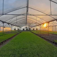 نیروی کار برای گلخانه