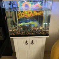 اکواریم  ماهی